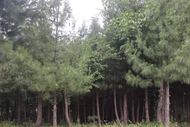 Environmental clearance consultant in India